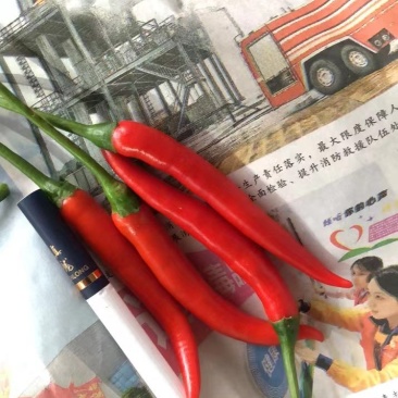 小米椒