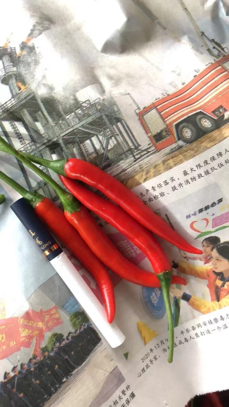 小米椒
