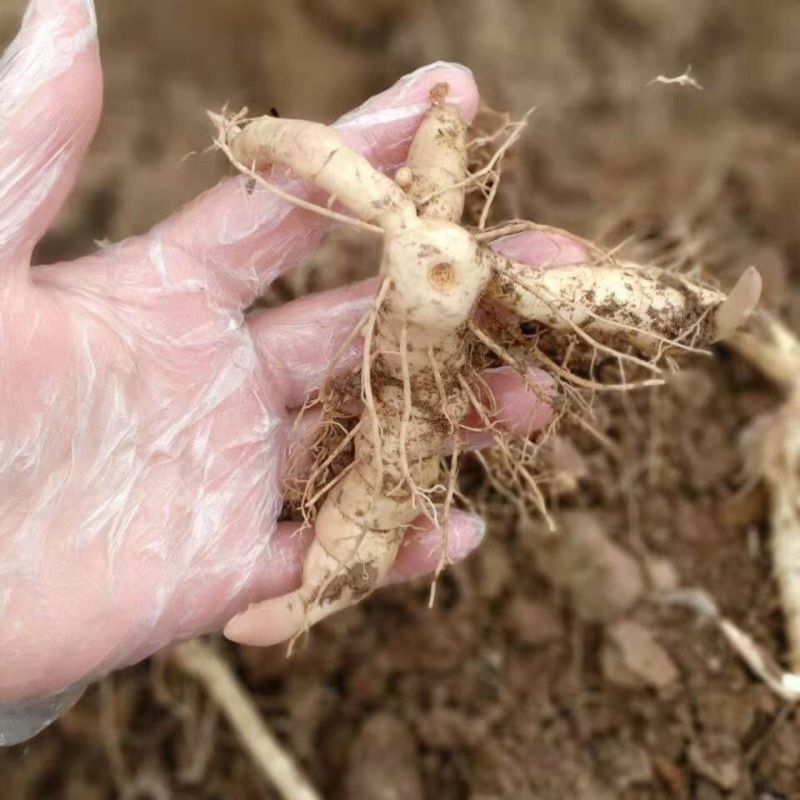 现挖野生鸡头黄精种苗2-3年苗正宗黄精种芽伏牛山新鲜黄