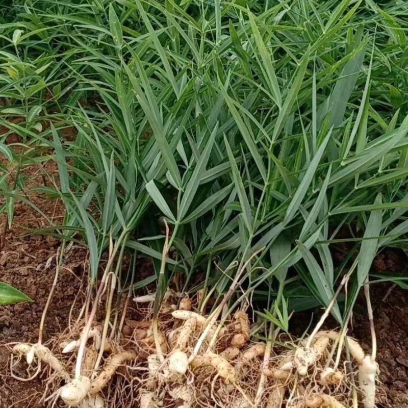 现挖野生鸡头黄精种苗2-3年苗正宗黄精种芽伏牛山新鲜黄