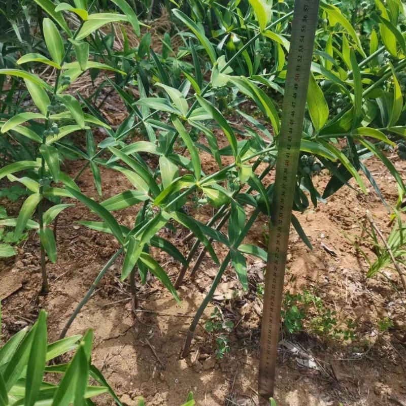 现挖野生鸡头黄精种苗2-3年苗正宗黄精种芽伏牛山新鲜黄