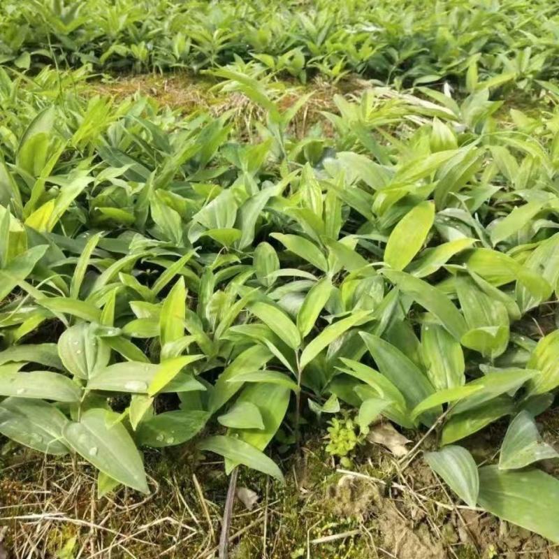 现挖野生鸡头黄精种苗2-3年苗正宗黄精种芽伏牛山新鲜黄