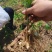 现挖野生鸡头黄精种苗2-3年苗正宗黄精种芽伏牛山新鲜黄