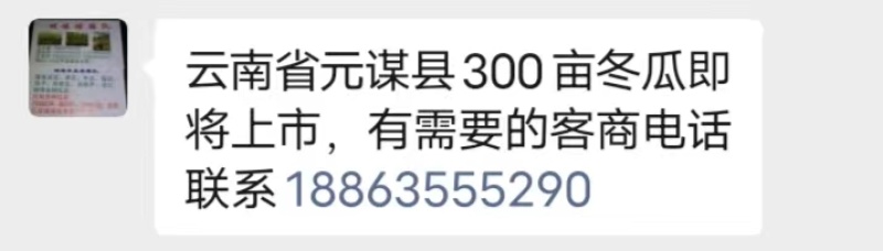 冬瓜