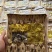 正黄芪红皮一盒500克黄芪野生大片空心黄芪