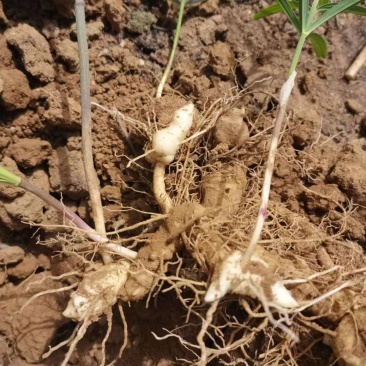 现挖野生鸡头黄精种苗2-3年苗正宗黄精种芽伏牛山新鲜黄