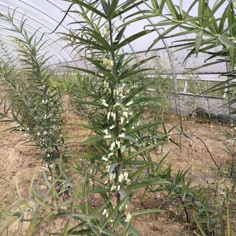现挖野生鸡头黄精种苗2-3年苗正宗黄精种芽伏牛山新鲜黄