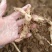现挖野生鸡头黄精种苗2-3年苗正宗黄精种芽伏牛山新鲜黄