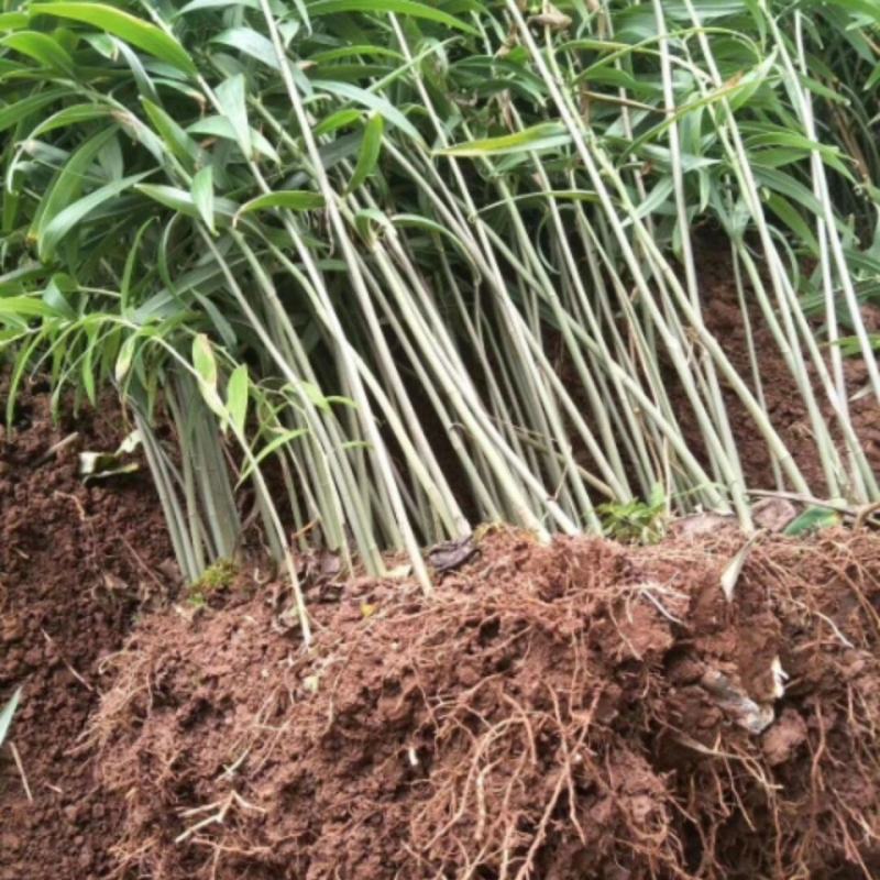 现挖野生鸡头黄精种苗2-3年苗正宗黄精种芽伏牛山新鲜黄
