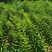 现挖野生鸡头黄精种苗2-3年苗正宗黄精种芽伏牛山新鲜黄