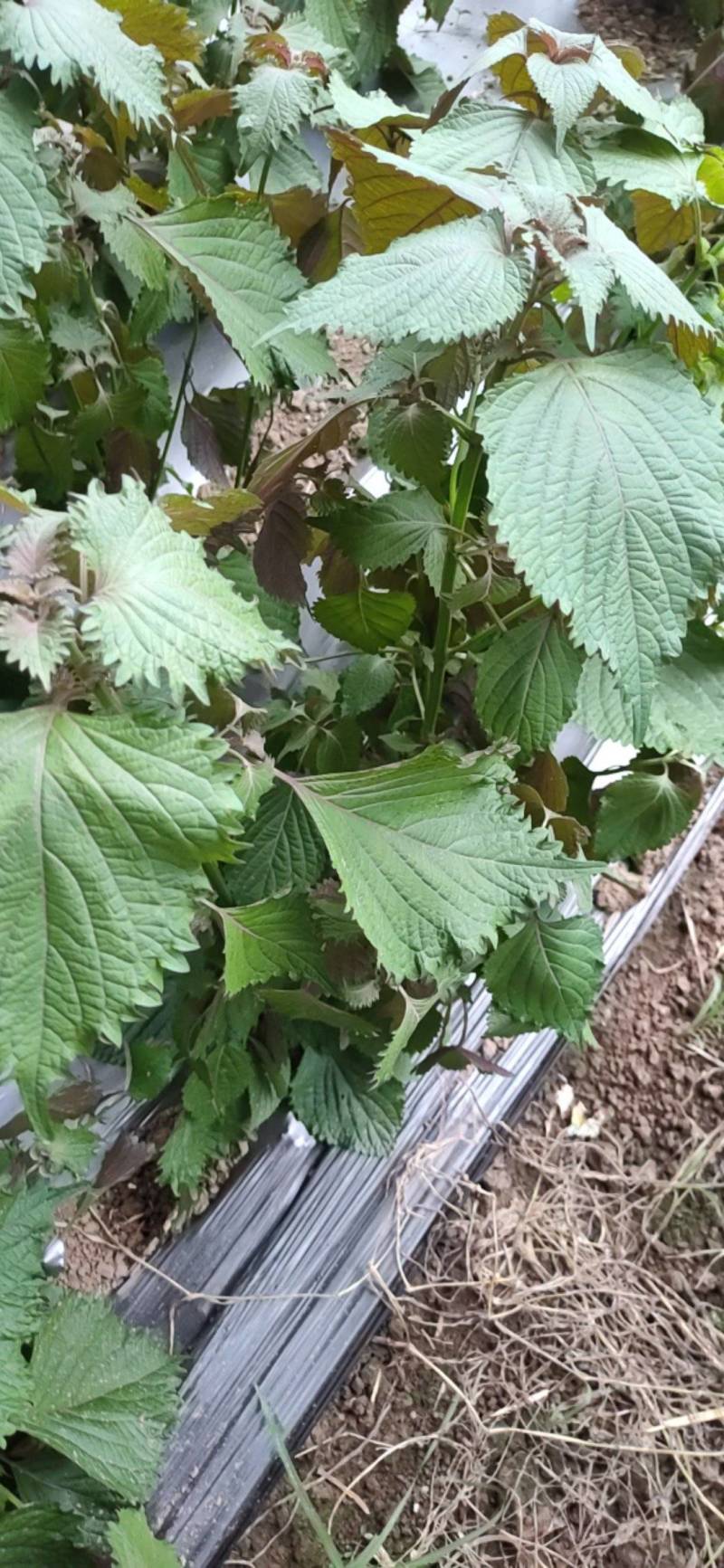 食用紫苏叶