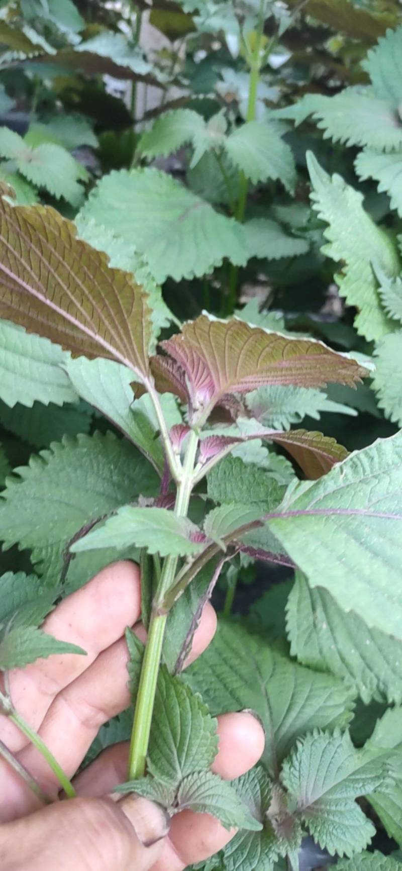 食用紫苏叶