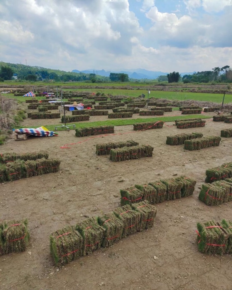 大量供应马尼拉草皮，