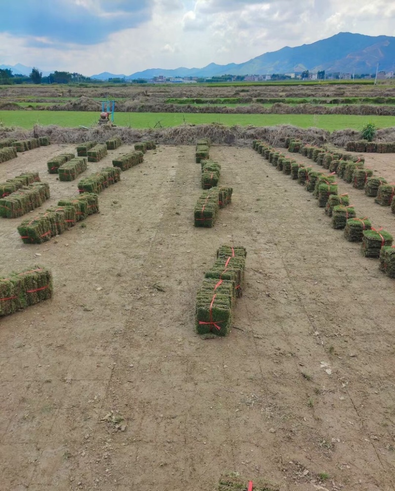 大量供应马尼拉草皮，