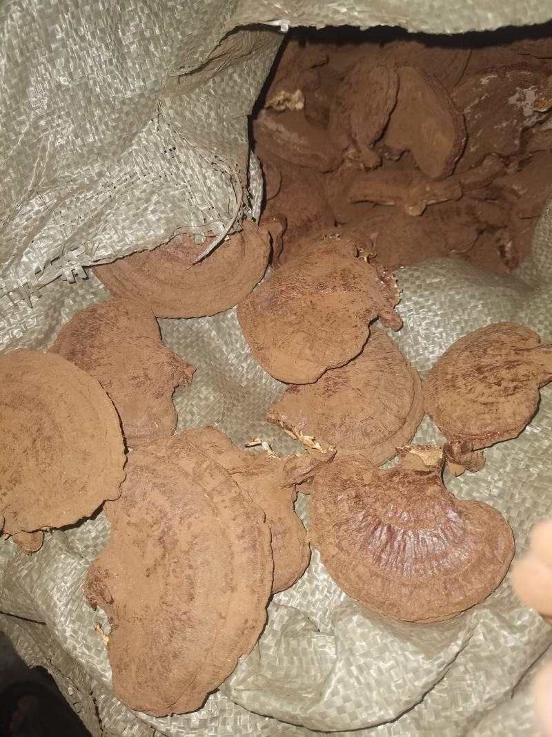 【优质药材】黑灵芝，不苦，有浓浓的香味欢迎选购