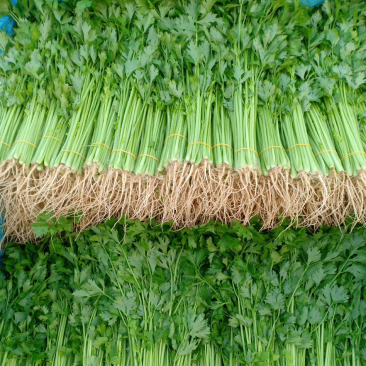 精品香芹产地直销粗细均匀质量好价格低货源充足