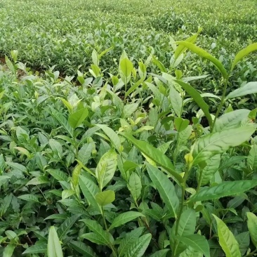 【精品】云南茶树苗成活率高品质保障专业苗圃供货放心购