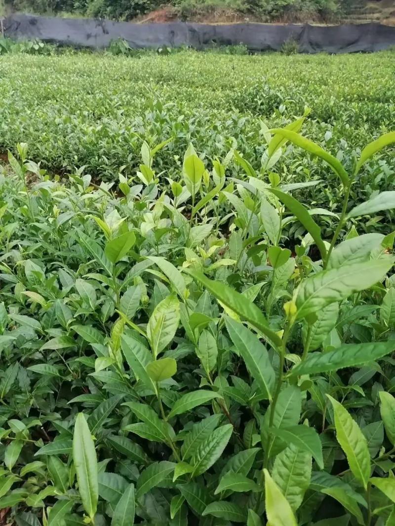 【精品】云南茶树苗成活率高品质保障专业苗圃供货放心购
