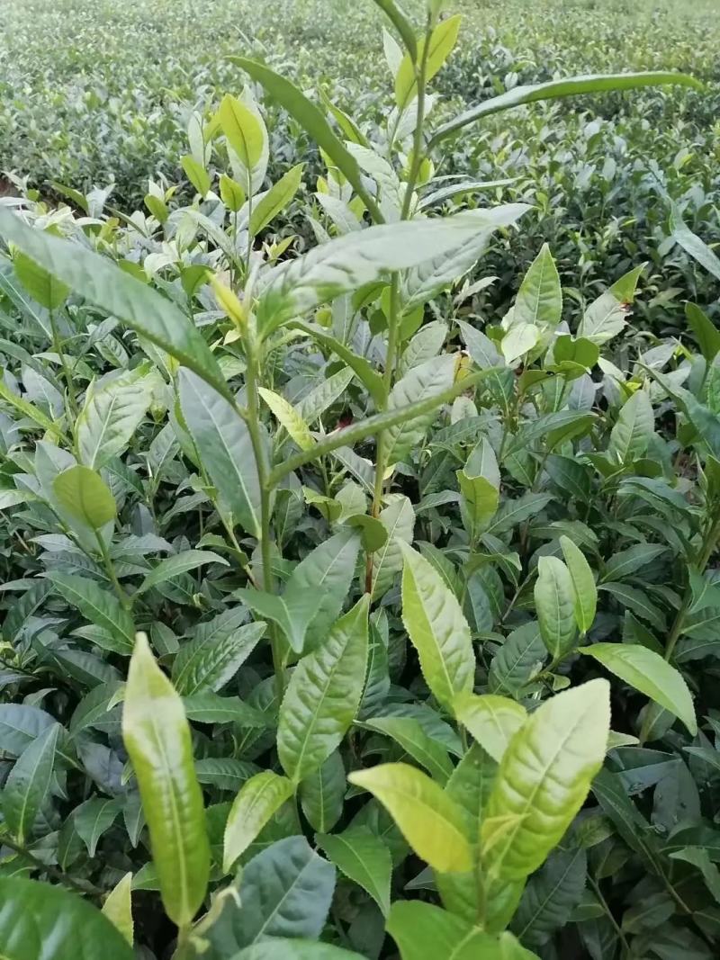 【精品】云南茶树苗成活率高品质保障专业苗圃供货放心购
