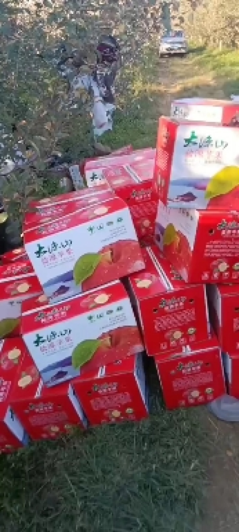 四川凉山盐源县红嘎拉苹果。现已上市。有需要的老板请与我联