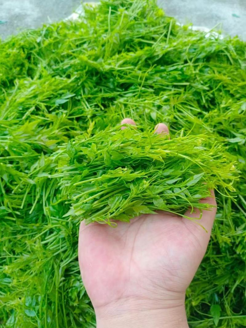 张家界莓茶龙须芽尖养生茶神仙草