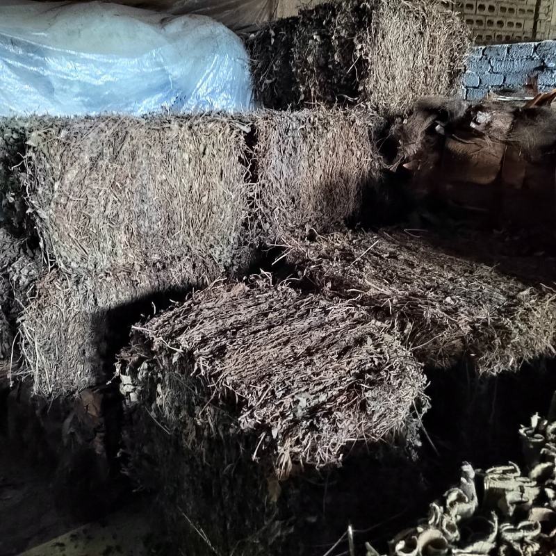 鱼腥草全草全株药材