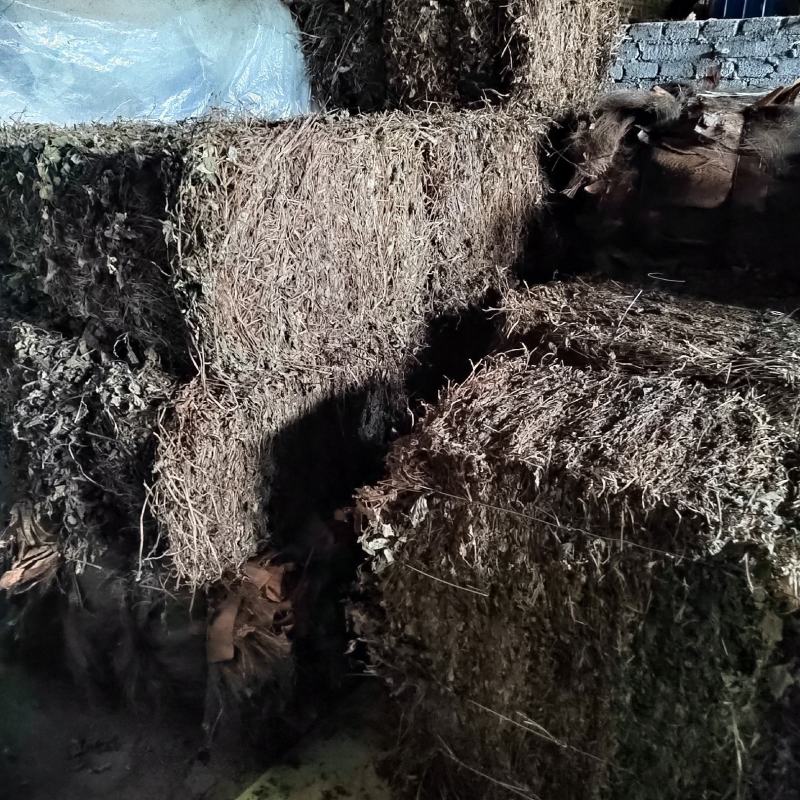 鱼腥草全草全株药材