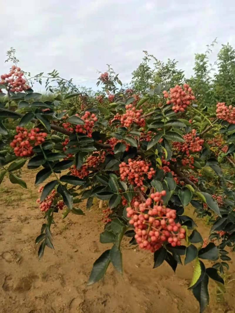 【2022新货】韩城大红袍花椒科农园科学种植香/麻