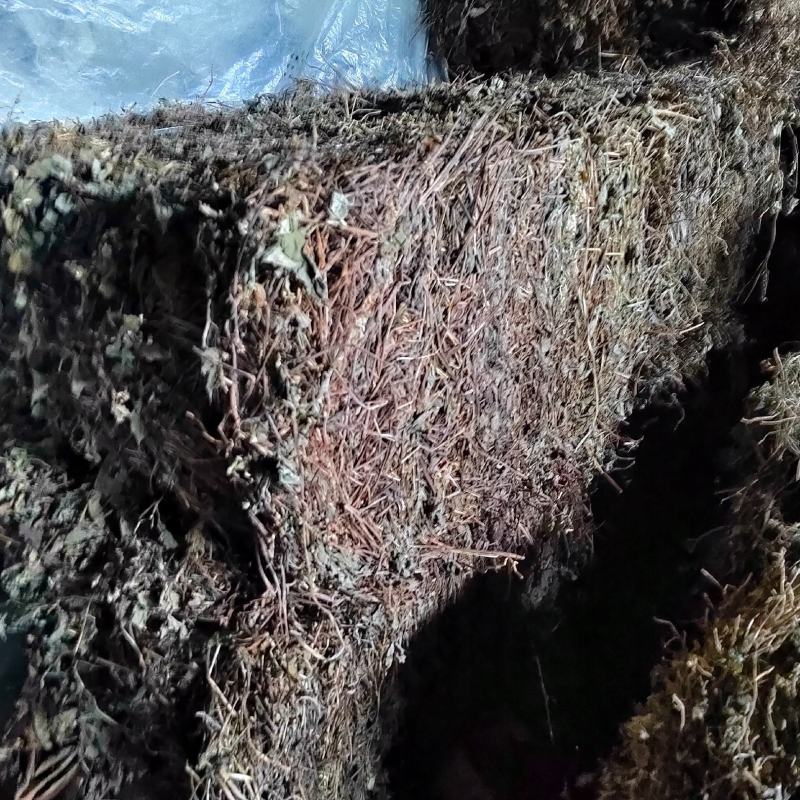 鱼腥草全草全株药材