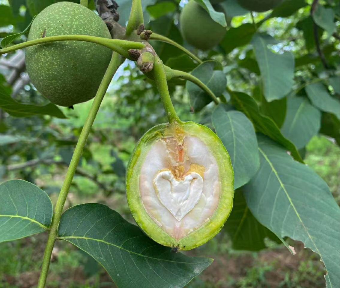 青皮核桃堆沤过程