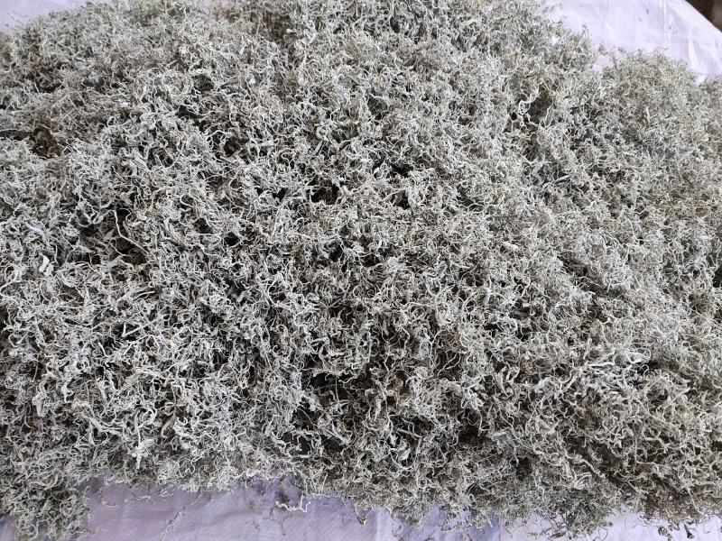 张家界莓茶龙须芽尖养生茶神仙草
