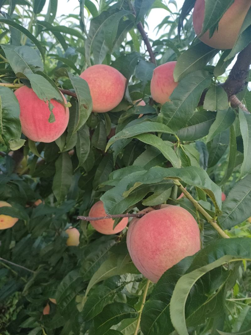 永莲蜜桃