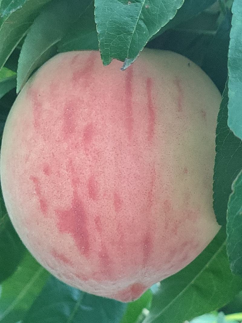 永莲蜜桃