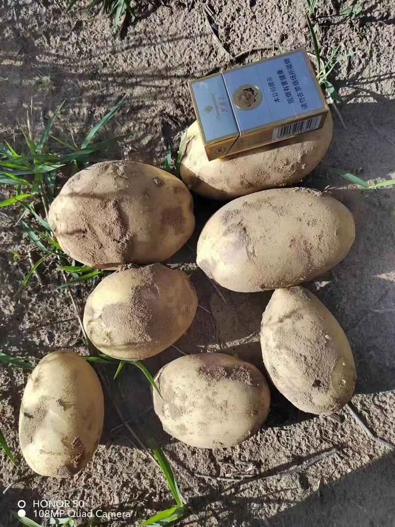 【实力商家】土豆陕西精品丽薯土豆大量上市，价格便宜