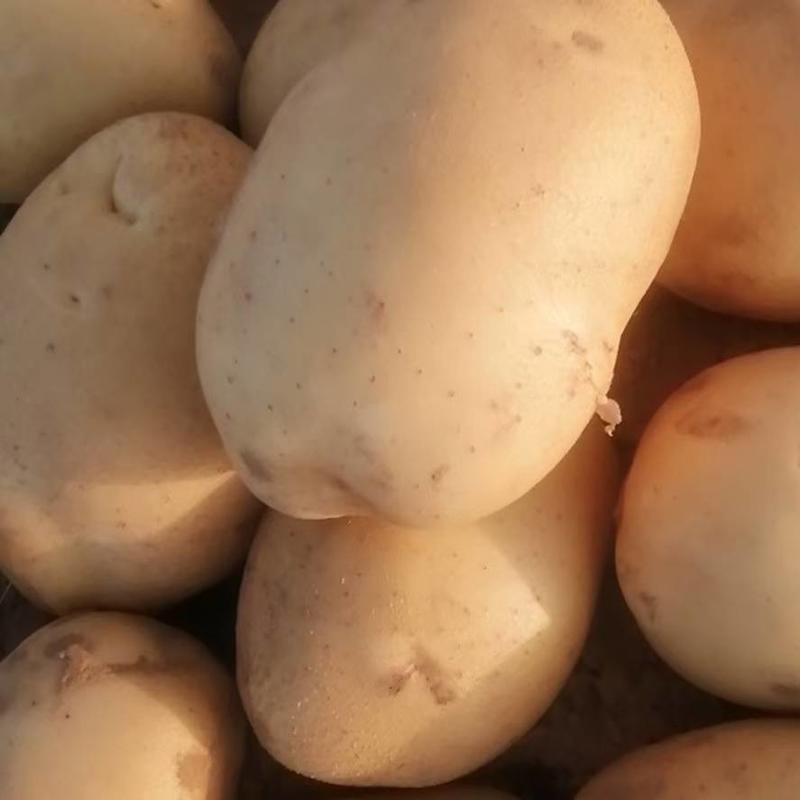 【实力商家】土豆陕西精品丽薯土豆大量上市，价格便宜