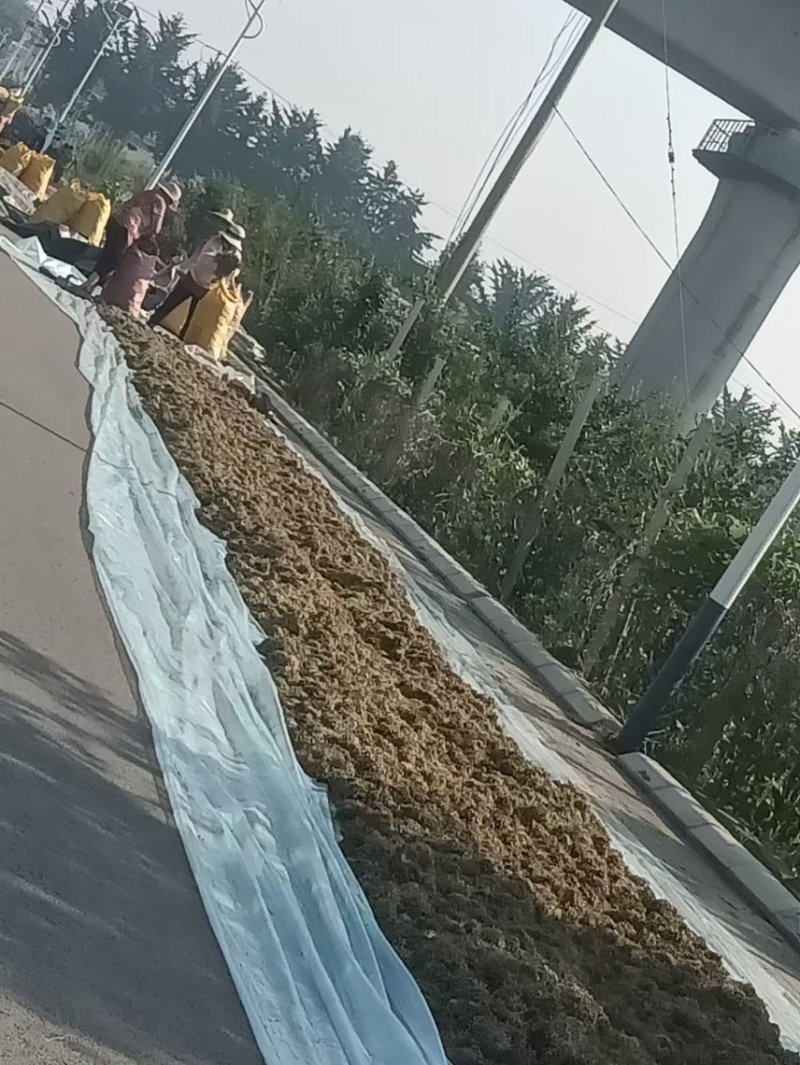 二红洋葱种子黄皮洋葱种子抗病高产包回收