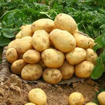 【实力商家】陕北土豆精品黄心土豆大量上市，一手货源