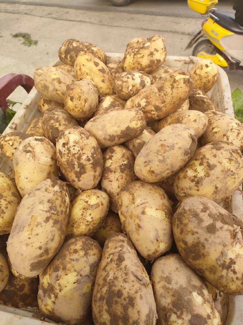 【实力商家】陕北土豆精品黄心土豆大量上市，一手货源