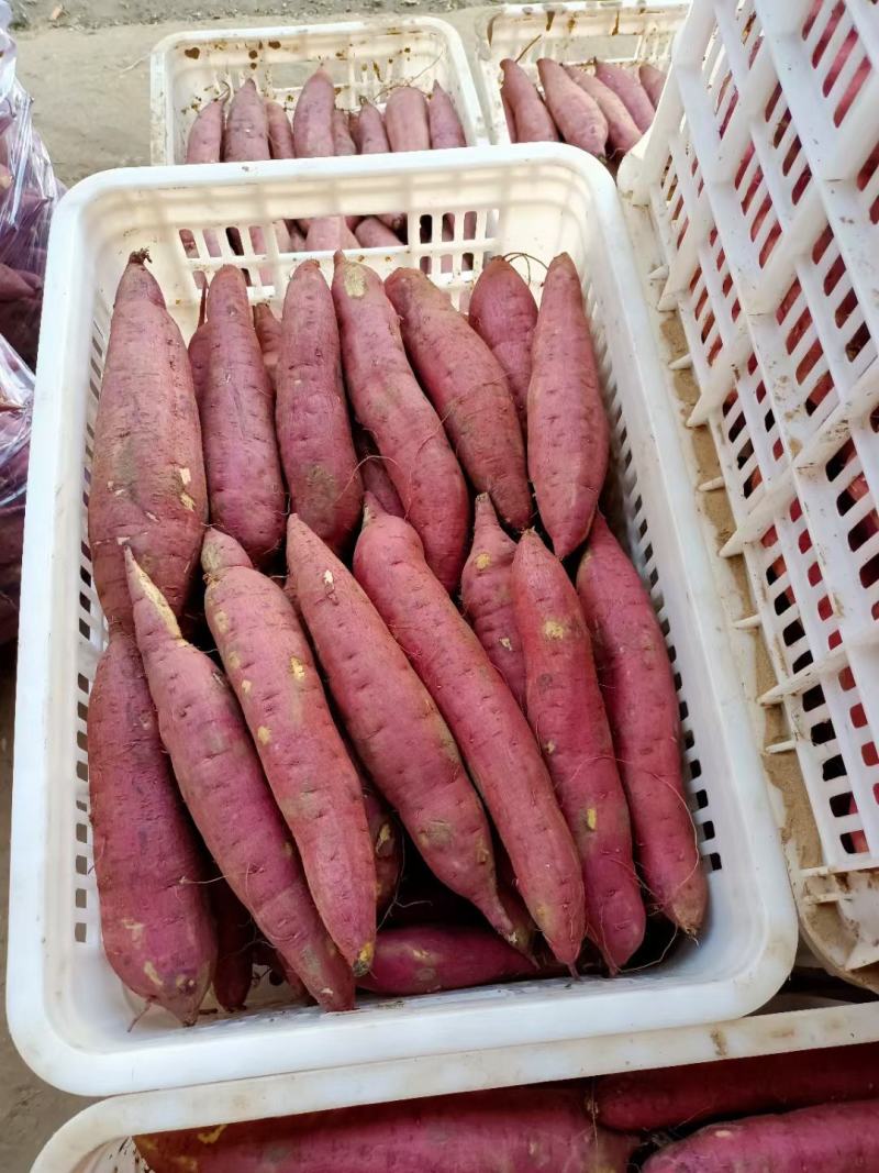 板栗薯