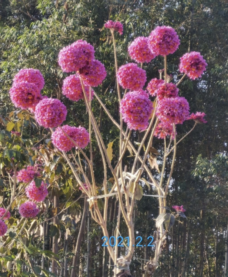 出售各规格的紫花风铃木有须要的老板联系我价格优惠
