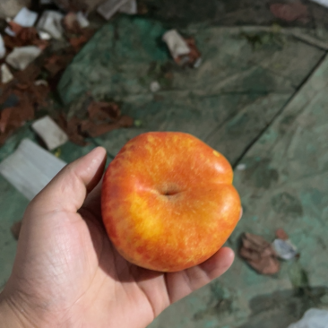 油潘七