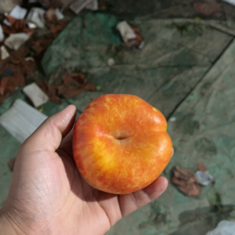 油潘七