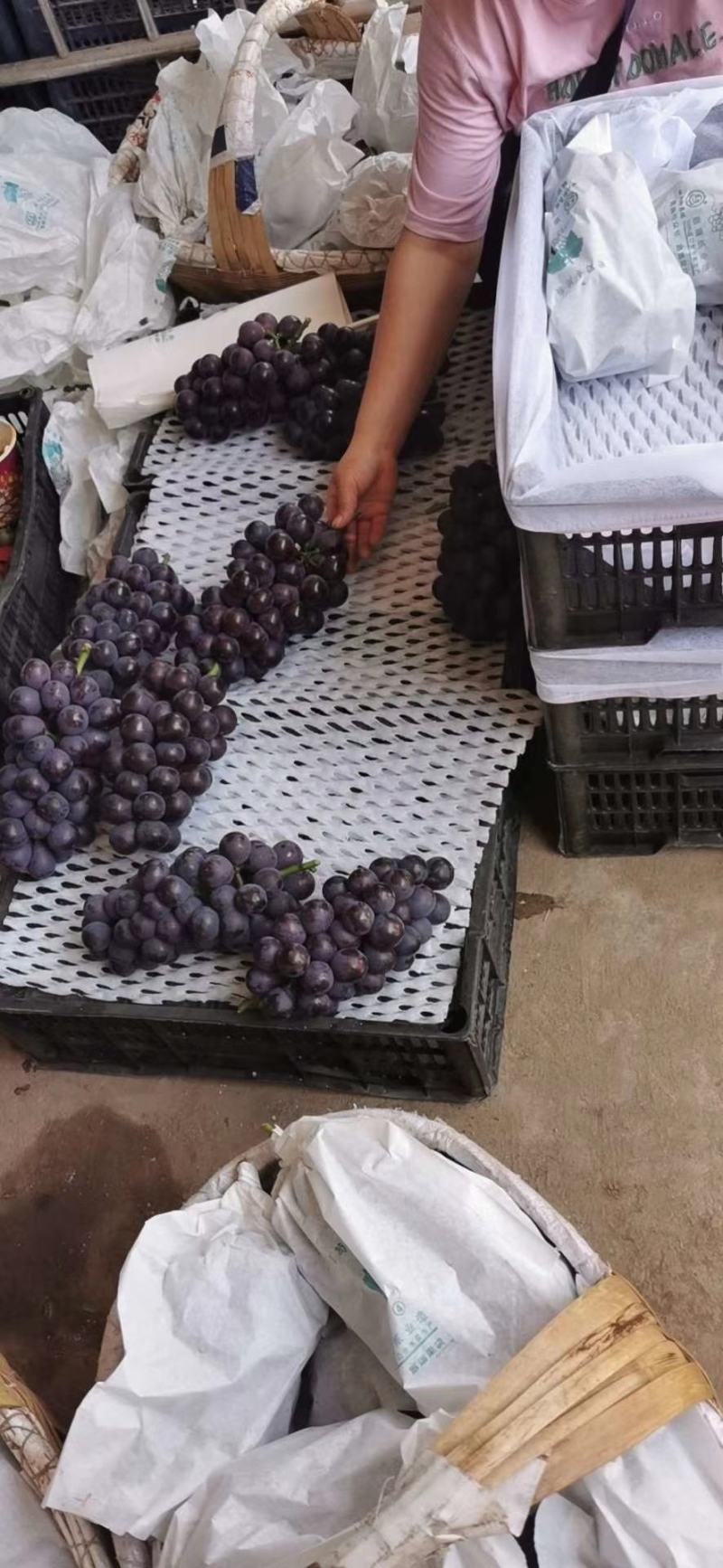 陕西宝鸡万亩葡萄基地，欢迎天下客商前来收货，