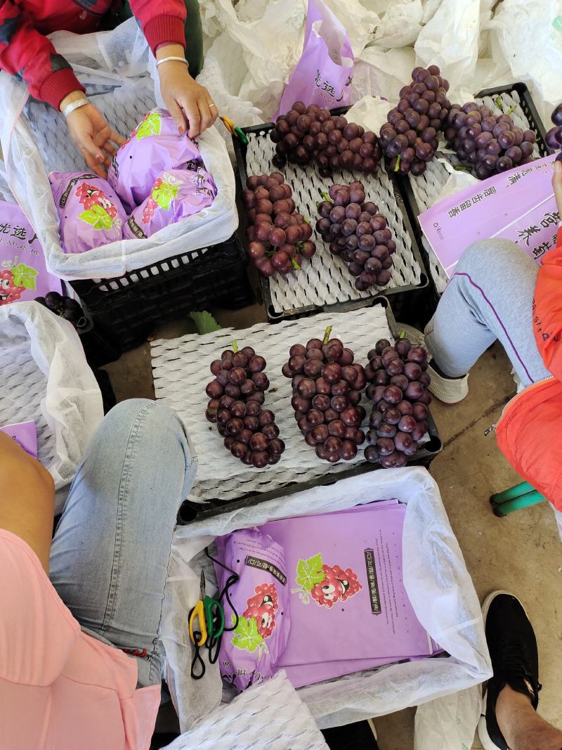 陕西宝鸡万亩葡萄基地，欢迎天下客商前来收货，