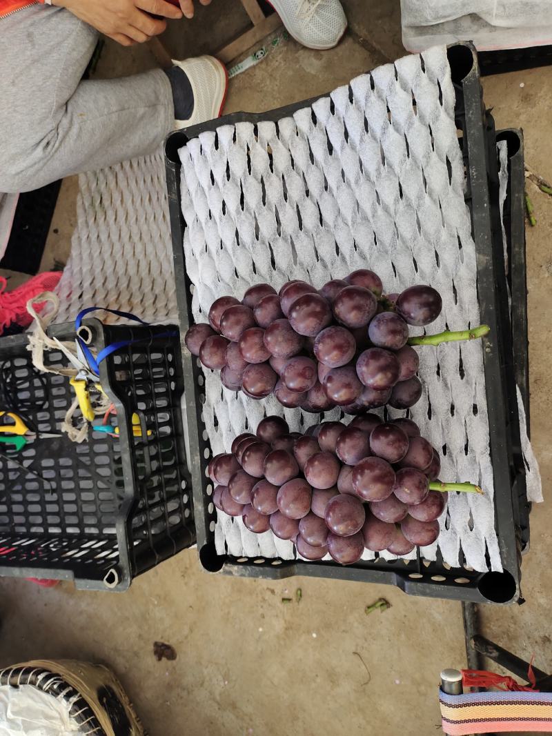 陕西宝鸡万亩葡萄基地，欢迎天下客商前来收货，