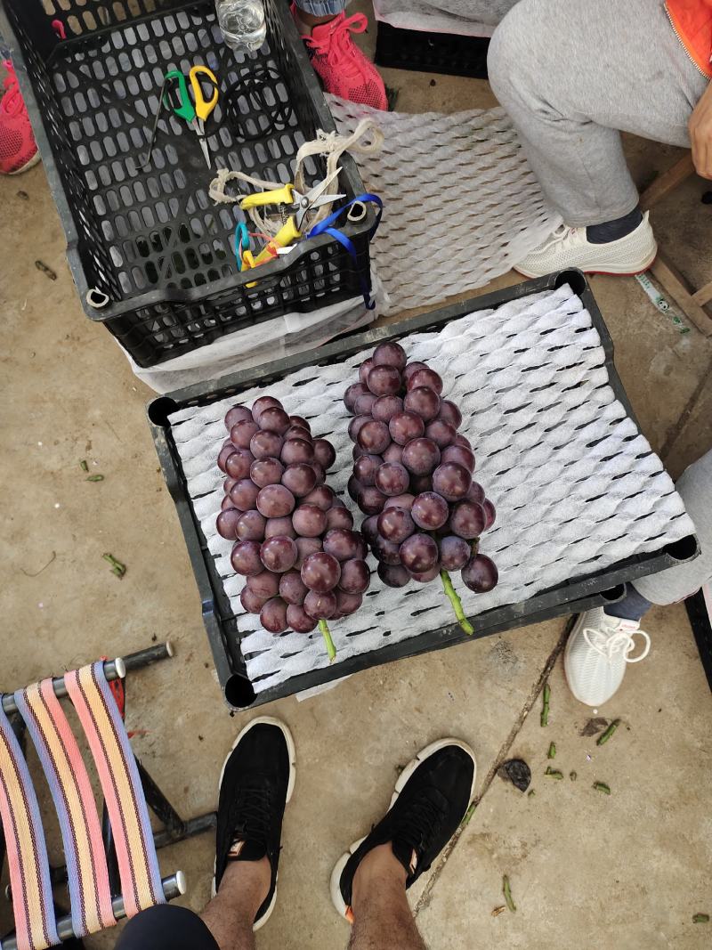 陕西宝鸡万亩葡萄基地，欢迎天下客商前来收货，