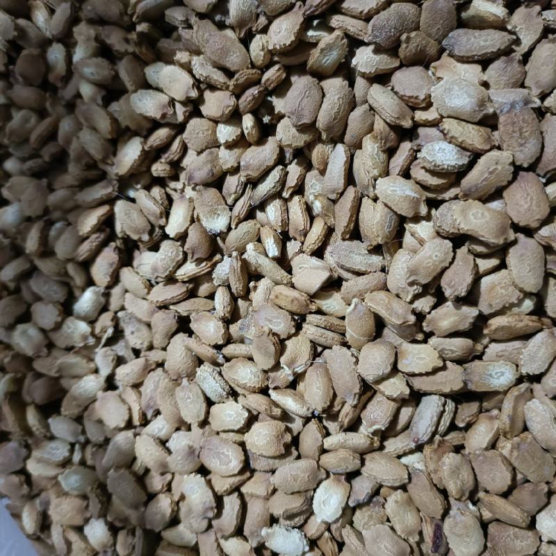 精选药用苦瓜籽