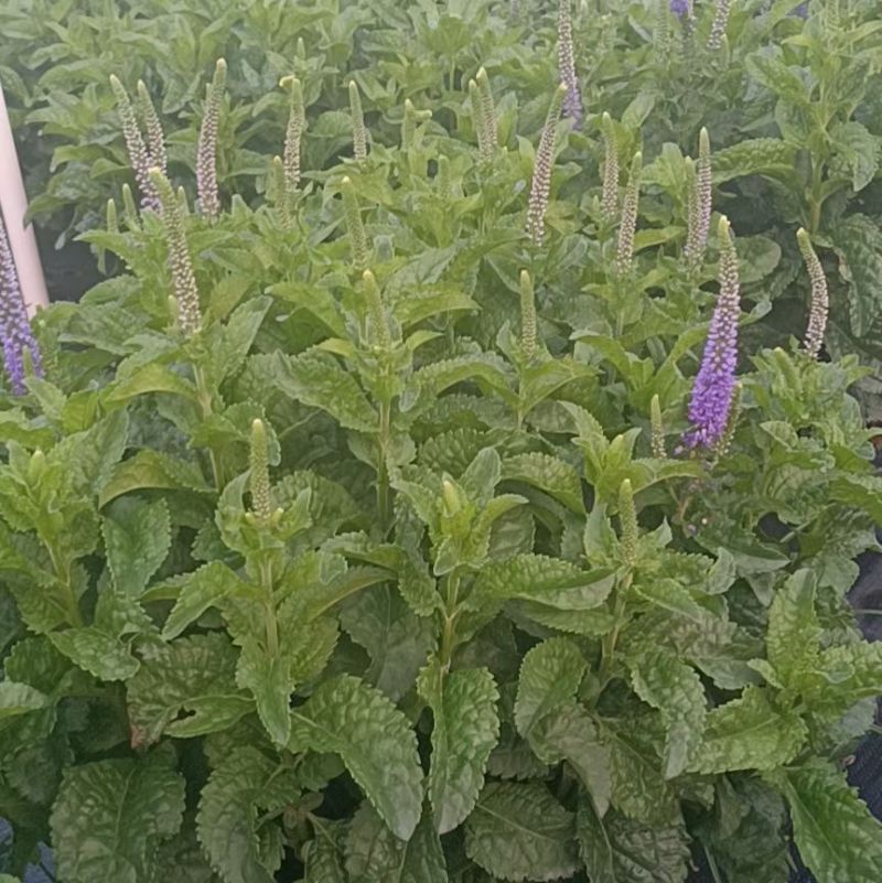2加仑婆婆纳基地大量有货