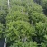 2加仑婆婆纳基地大量有货