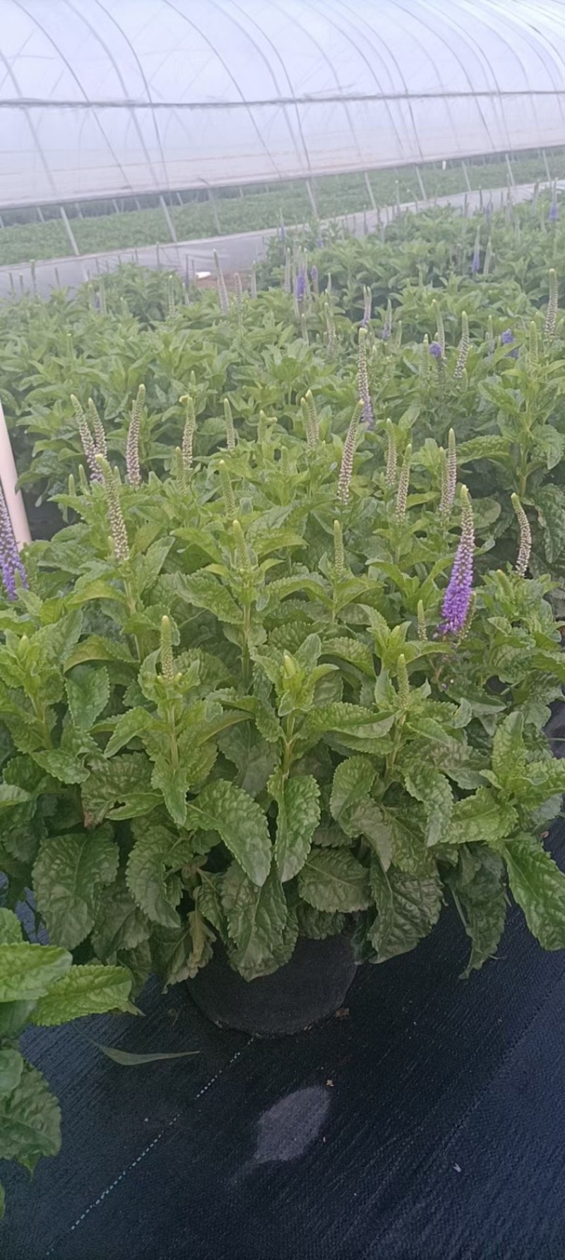 2加仑婆婆纳基地大量有货